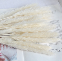 画像をギャラリービューアに読み込む, Natural Pampas Grass ふわふわのパンパスグラス