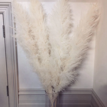 Load image into Gallery viewer, Large Size!80cm/110cm Natural Pampas Grass ふわふわのパンパスグラス 5/10本