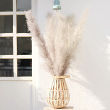 Load image into Gallery viewer, Large Size!80cm/110cm Natural Pampas Grass ふわふわのパンパスグラス 5/10本