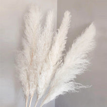 Load image into Gallery viewer, Large Size!80cm/110cm Natural Pampas Grass ふわふわのパンパスグラス 5/10本