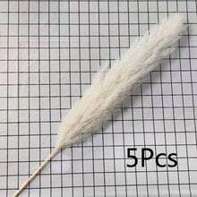 Load image into Gallery viewer, Large Size!80cm/110cm Natural Pampas Grass ふわふわのパンパスグラス 5/10本