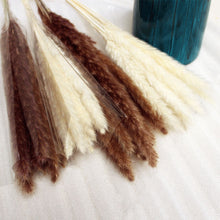 画像をギャラリービューアに読み込む, Natural Pampas Grass ふわふわのパンパスグラス