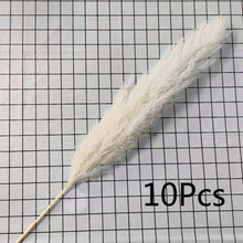 Load image into Gallery viewer, Large Size!80cm/110cm Natural Pampas Grass ふわふわのパンパスグラス 5/10本