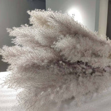 Load image into Gallery viewer, Large Size!80cm/110cm Natural Pampas Grass ふわふわのパンパスグラス 5/10本