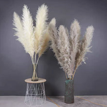 Load image into Gallery viewer, Large Size!80cm/110cm Natural Pampas Grass ふわふわのパンパスグラス 5/10本
