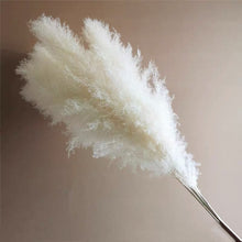 Load image into Gallery viewer, Large Size!80cm/110cm Natural Pampas Grass ふわふわのパンパスグラス 5/10本
