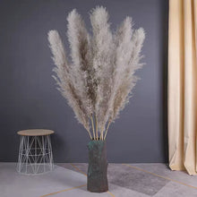 Load image into Gallery viewer, Large Size！80cm/140cm Natural Pampas Grass ふわふわのパンパスグラス 5/10本
